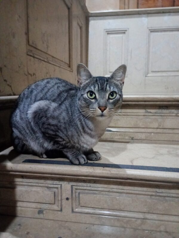 IMG_20250627_195914910_MFNR FelinMaster 3000™